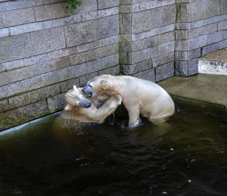 Eisbär Luka und Eisbärin Anori am 27. August 2016 im Zoologischen Garten der Stadt Wuppertal