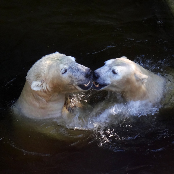 Eisbären am 27. August 2016 im Wuppertaler Zoo