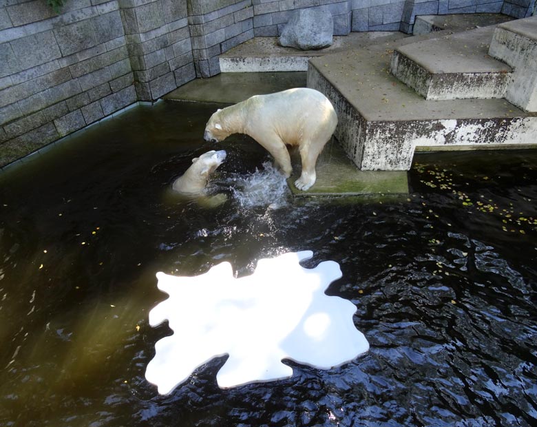 Eisbärin Anori und Eisbär Luka am 27. August 2016 im Zoo Wuppertal