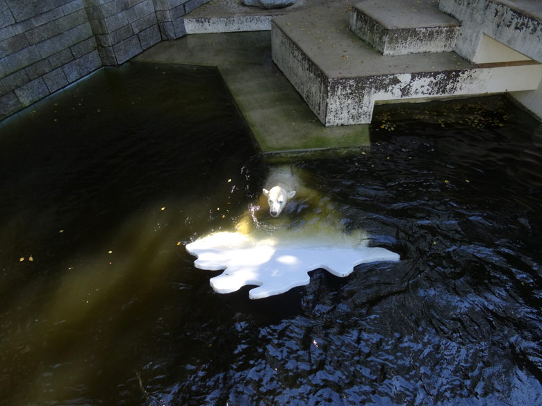 Eisbärin Anori am 27. August 2016 im Zoologischen Garten der Stadt Wuppertal