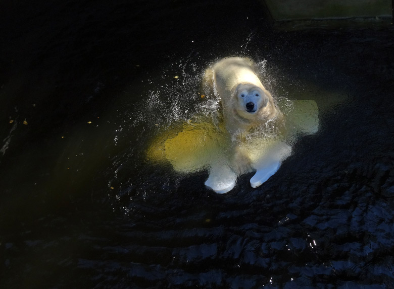 Eisbärin Anori am 27. August 2016 im Zoo Wuppertal
