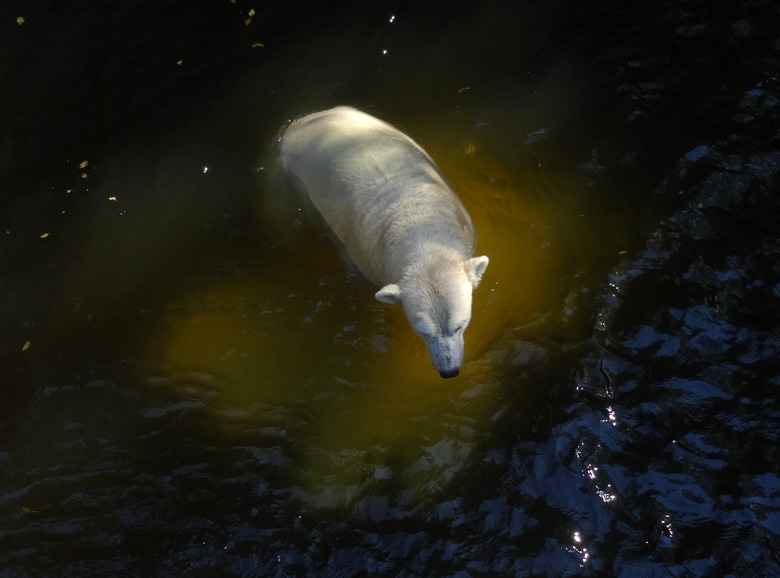 Eisbärin Anori am 27. August 2016 im Zoologischen Garten der Stadt Wuppertal