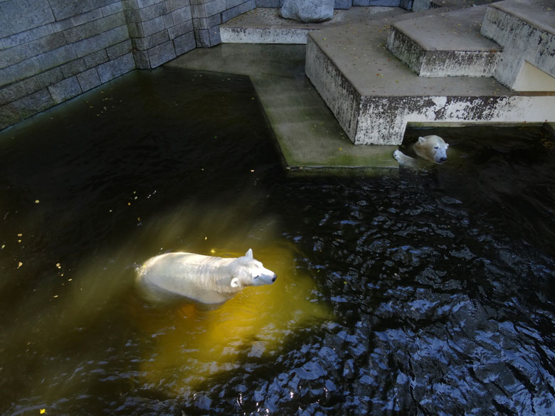 Eisbärin Anori und Eisbär Luka am 27. August 2016 im Grünen Zoo Wuppertal