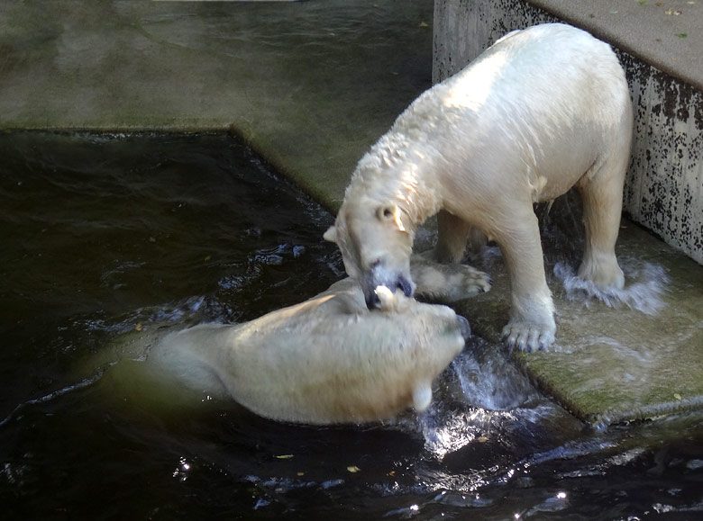 Eisbär Luka und Eisbärin Anori am 27. August 2016 im Zoo Wuppertal