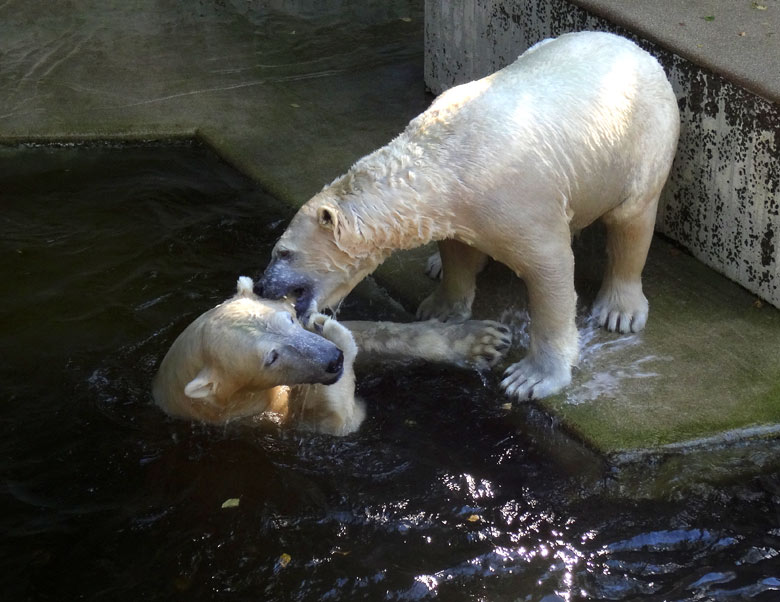 Eisbär Luka und Eisbärin Anori am 27. August 2016 im Zoologischen Garten der Stadt Wuppertal