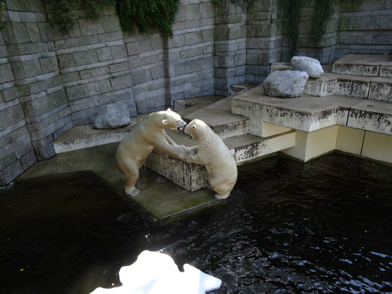 Eisbär Luka und Eisbärin Anori am 27. August 2016 im Zoologischen Garten der Stadt Wuppertal