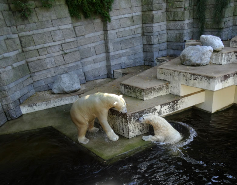 Eisbär Luka und Eisbärin Anori am 27. August 2016 im Grünen Zoo Wuppertal