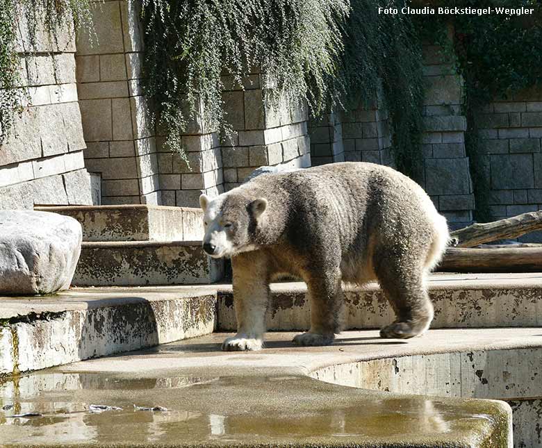 Eisbärin ANORI am 30. August 2016 auf der großen Außenanlage im Grünen Zoo Wuppertal (Foto Claudia Böckstiegel-Wengler)