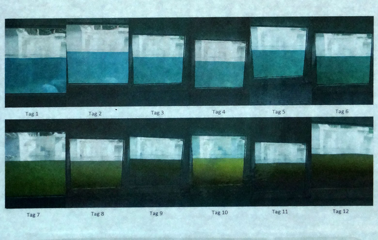 Information am 3. September 2016 zur Wasser-Eintrübung auf der großen Freianlage für Eisbären im Zoologischen Garten der Stadt Wuppertal