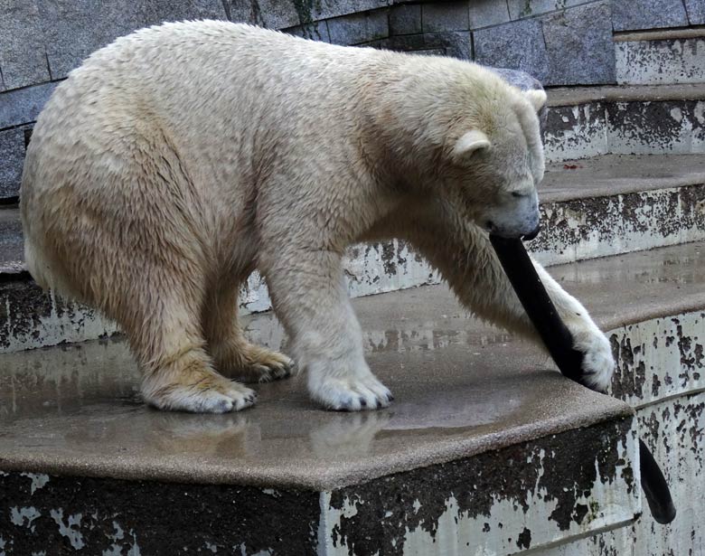 Eisbärin ANORI am 24. September 2016 im Grünen Zoo Wuppertal