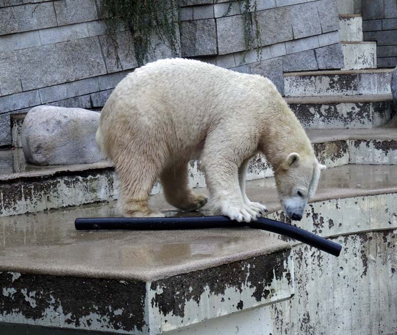 Eisbärin ANORI am 24. September 2016 im Zoologischen Garten der Stadt Wuppertal