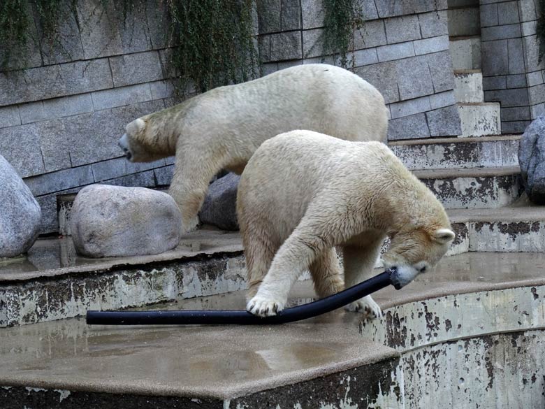 Eisbärin ANORI und Eisbär LUKA am 24. September 2016 im Zoo Wuppertal