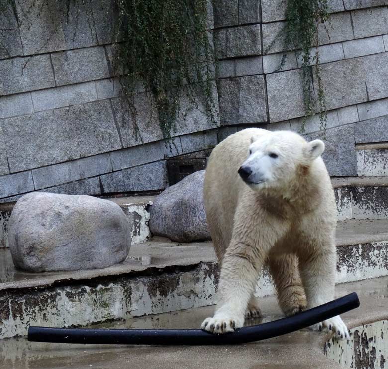 Eisbärin ANORI am 24. September 2016 im Grünen Wuppertaler Zoo