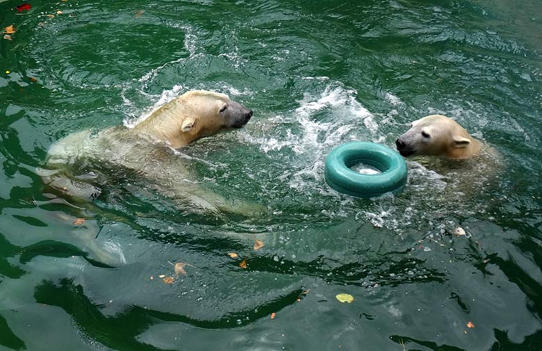 Im Wasser spielende Eisbären LUKA und ANORI am 2. Oktober 2016 im Grünen Zoo Wuppertal