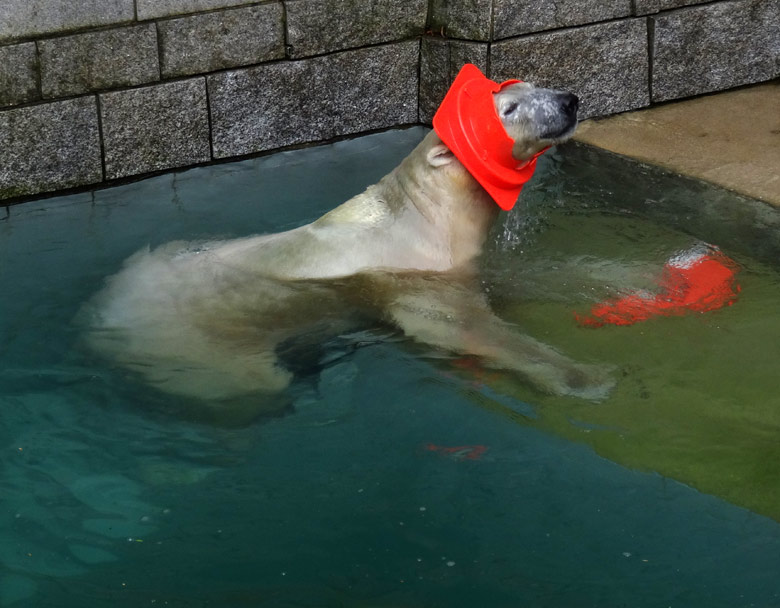 Eisbär LUKA am 2. Oktober 2016 mit Pylon-Resten im Zoo Wuppertal