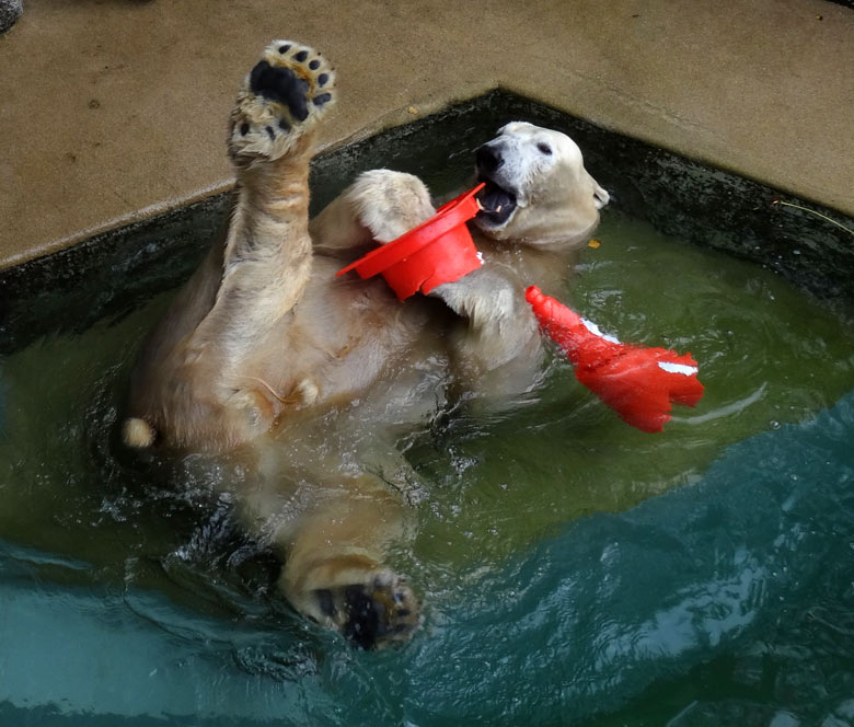 Eisbär LUKA am 2. Oktober 2016 mit Pylon-Resten im Grünen Zoo Wuppertal