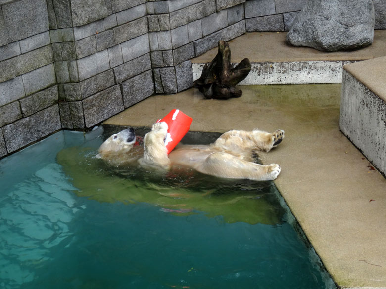 Eisbär LUKA am 2. Oktober 2016 mit Pylon-Resten im Grünen Zoo Wuppertal