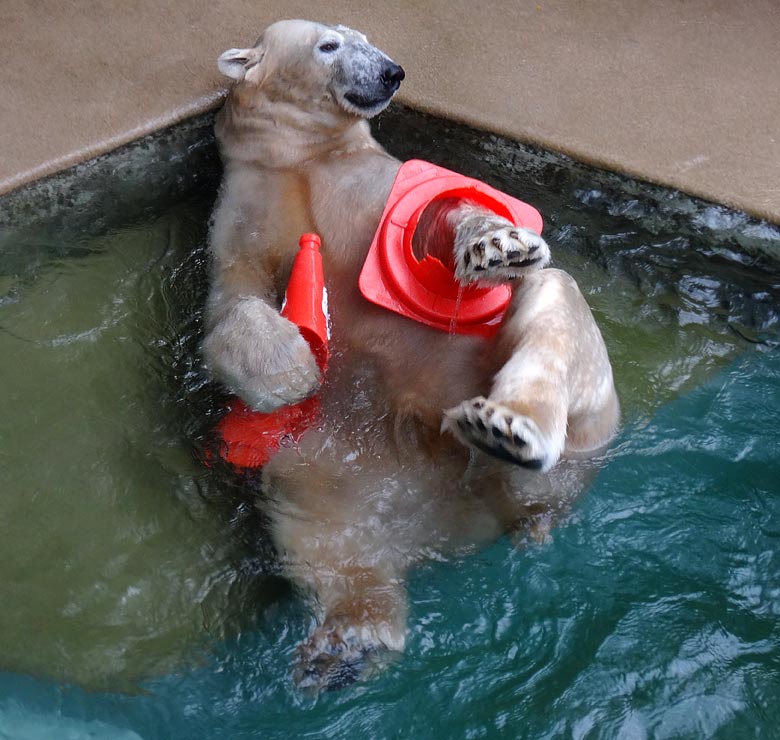 Eisbär LUKA am 2. Oktober 2016 mit Pylon-Resten im Zoo Wuppertal