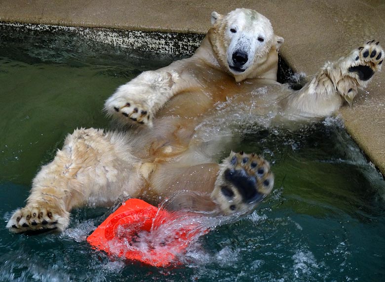 Vergnügt planschender Eisbär LUKA am 2. Oktober 2016 im Zoo Wuppertal