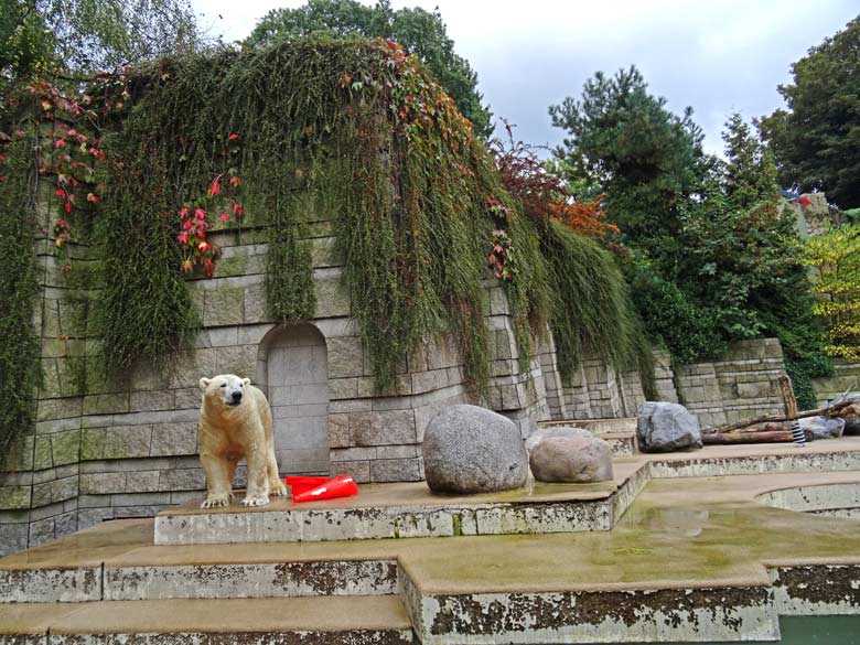 Eisbär LUKA am 2. Oktober 2016 mit Pylon-Resten im Zoologischen Garten der Stadt Wuppertal