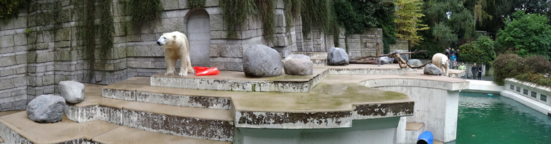 Eisbär LUKA und Eisbärin ANORI am 2. Oktober 2016 mit Pylon-Resten im Zoo Wuppertal