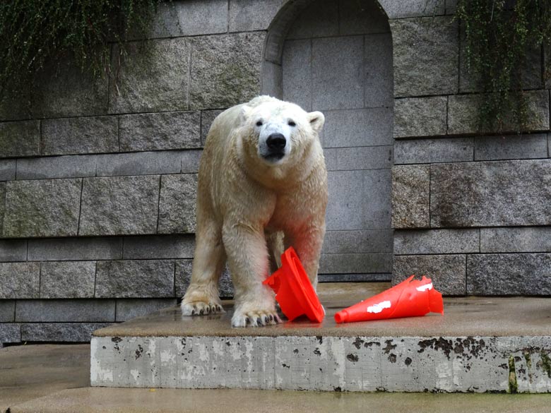 Eisbär LUKA am 2. Oktober 2016 mit Pylon-Resten im Grünen Zoo Wuppertal