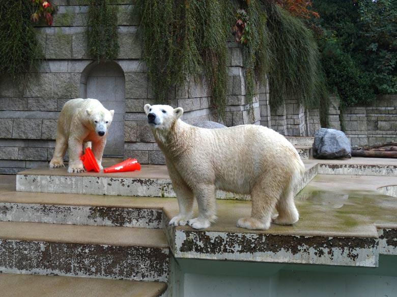 Eisbär LUKA und Eisbärin ANORI am 2. Oktober 2016 mit Pylon-Resten im Wuppertaler Zoo