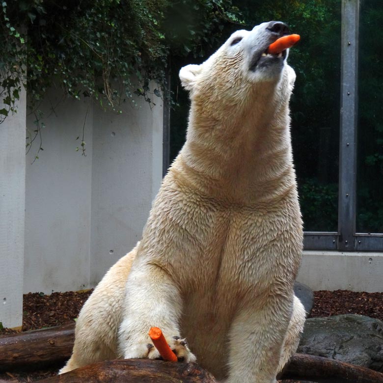 Möhren-Jongleur LUKA am 2. Oktober 2016 auf der kleinen Außenanlage im Wuppertaler Zoo