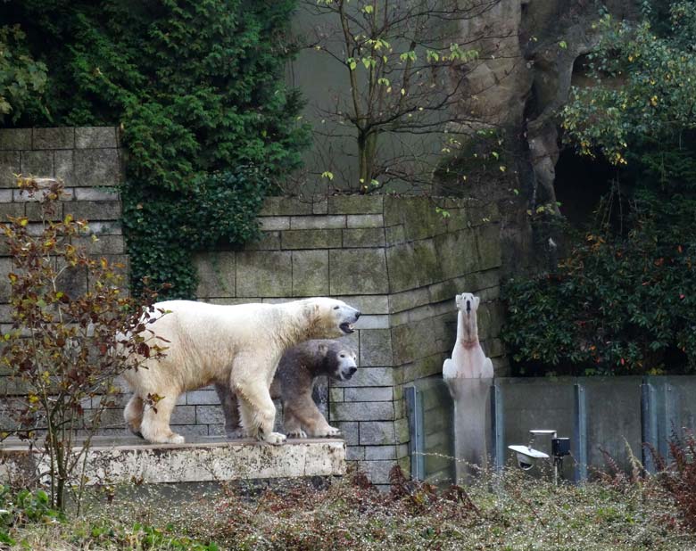 Eisbär Luka und Eisbärin Anori am 18. Oktober 2016 auf der großen Freianlage für Eisbären im Grünen Zoo Wuppertal