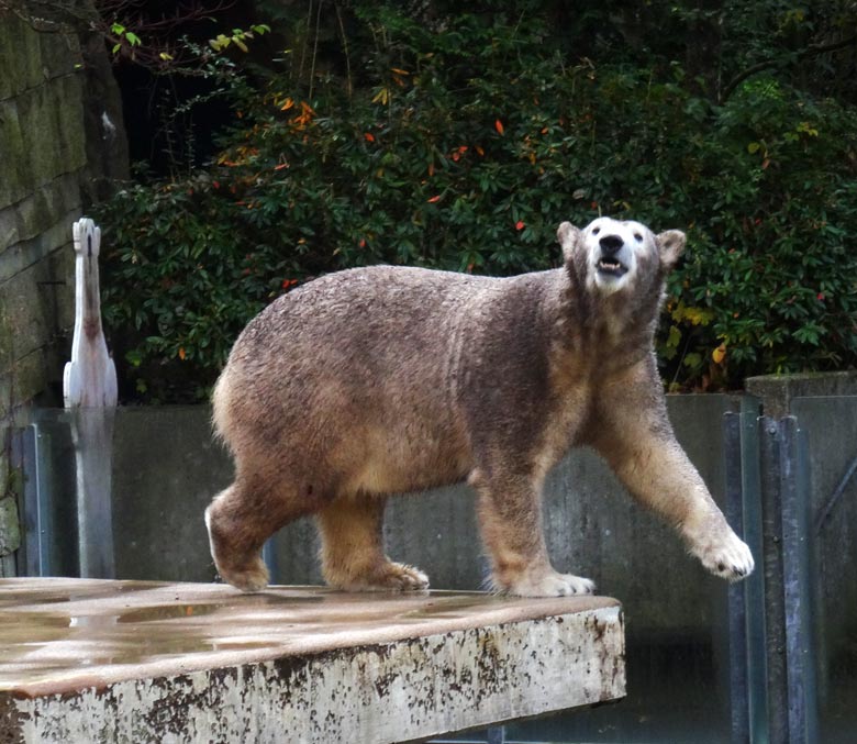 Eisbärin Anori am 18. Oktober 2016 auf der großen Freianlage für Eisbären im Zoologischen Garten der Stadt Wuppertal