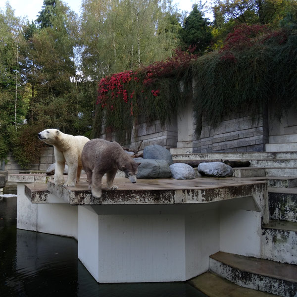 Eisbär LUKA und Eisbärin ANORI am 18. Oktober 2016 im Wuppertaler Zoo