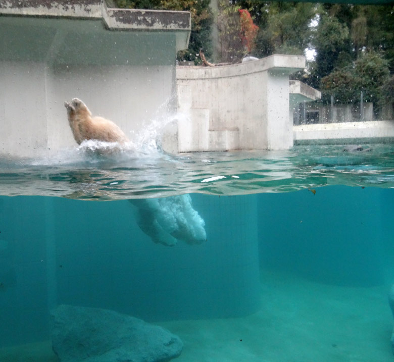 Eisbärin ANORI am 21. Oktober 2016 beim Sprung ins Wasser der großen Freianlage für Eisbären im o Wuppertal