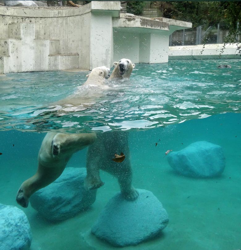 Eisbärin ANORI und Eisbär LUKA am 21. Oktober 2016 im Wasser der großen Freianlage für Eisbären im Zoologischen Garten der Stadt Wuppertal