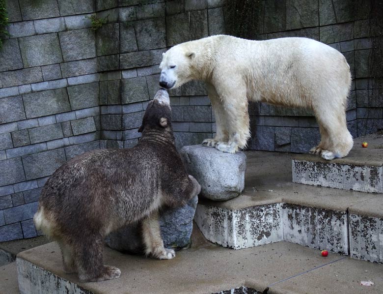 Eisbärin ANORI und Eisbär LUKA am 23. Oktober 2016 auf der großen Freianlage für Eisbären im Zoologischen Garten der Stadt Wuppertal