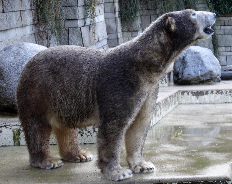 Braun eingefärbte Eisbärin ANORI am 23. Oktober 2016 auf der großen Freianlage für Eisbären im Zoologischen Garten der Stadt Wuppertal