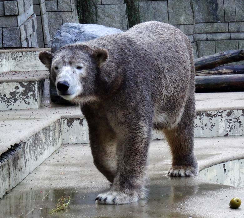 Braun eingefärbte Eisbärin ANORI am 23. Oktober 2016 auf der großen Freianlage für Eisbären im Grünen Zoo Wuppertal