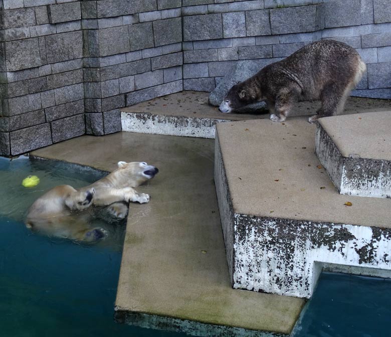 Eisbär LUKA und Eisbärin ANORI am 23. Oktober 2016 auf der großen Freianlage für Eisbären im Wuppertaler Zoo