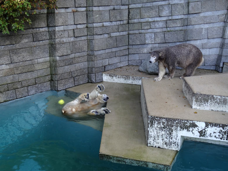 Eisbär LUKA und Eisbärin ANORI am 23. Oktober 2016 auf der großen Freianlage für Eisbären im Grünen Zoo Wuppertal