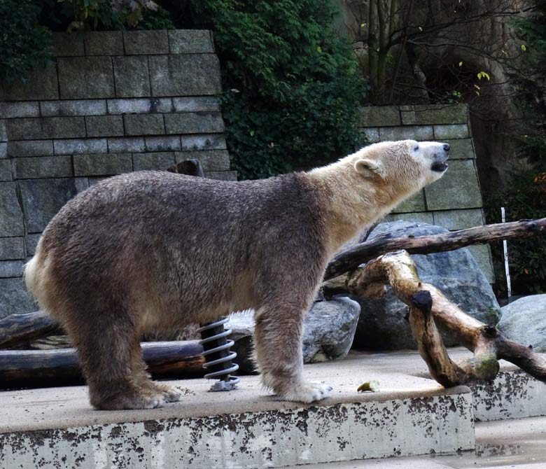 Eisbärin ANORI am 23. Oktober 2016 auf der großen Freianlage für Eisbären im Zoologischen Garten Wuppertal