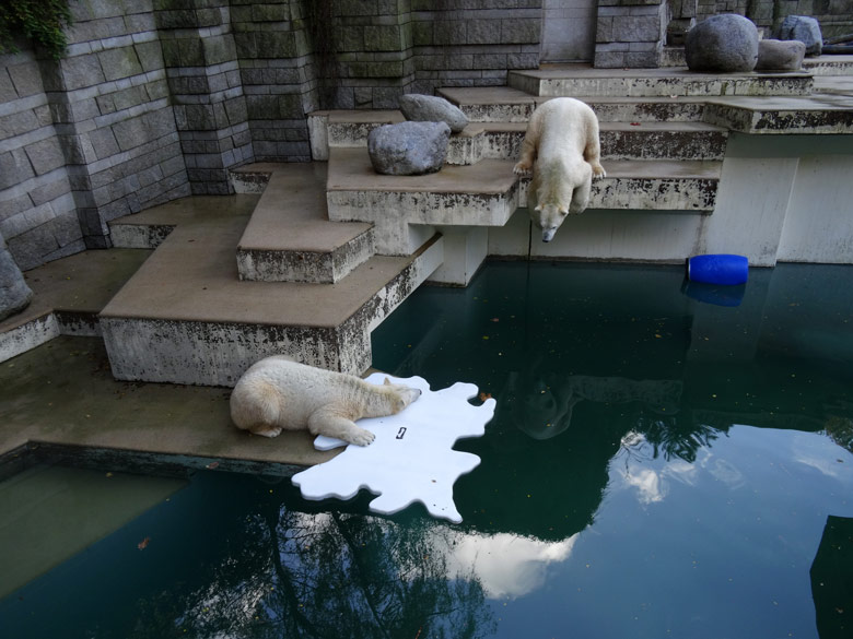 Eisbärin Anori auf der künstlichen Eisscholle und Eisbär Luka am 29. Oktober 2016 auf der großen Freianlage für Eisbären im Grünen Zoo Wuppertal