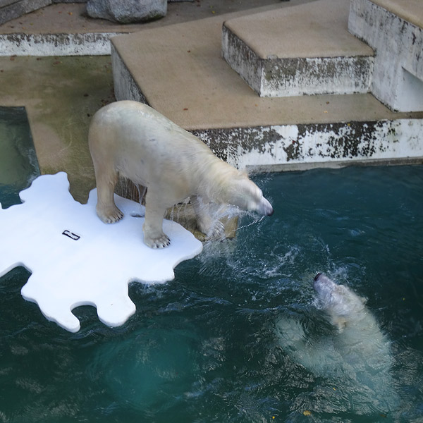Eisbärin ANORI und Eisbär LUKA am 29. Oktober 2016 im Wuppertaler Zoo