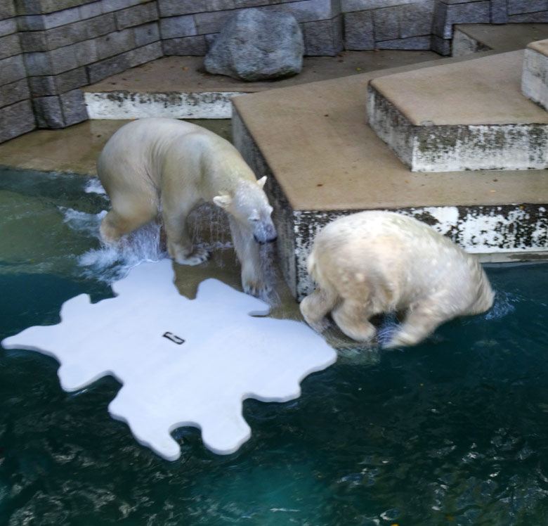 Eisbär Luka und Eisbärin Anori beim Fangen-Spiel am 29. Oktober 2016 auf der großen Freianlage für Eisbären im Zoologischen Garten der Stadt Wuppertal