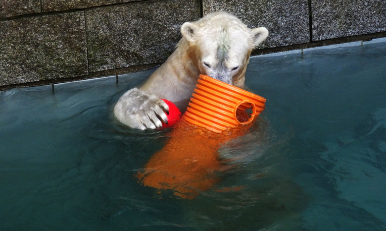 Eisbärin ANORI am 30. Oktober 2016 im Zoologischen Garten der Stadt Wuppertal