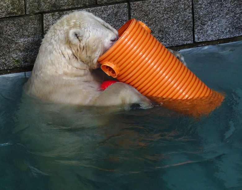 Eisbärin ANORI am 30. Oktober 2016 im Wuppertaler Zoo