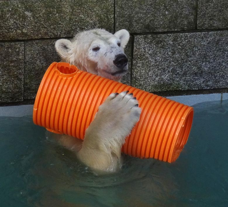 Eisbärin ANORI am 30. Oktober 2016 im Grünen Zoo Wuppertal