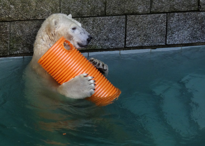 Eisbärin ANORI am 30. Oktober 2016 im Wuppertaler Zoo