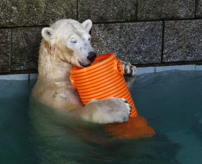 Eisbärin ANORI am 30. Oktober 2016 im Zoo Wuppertal