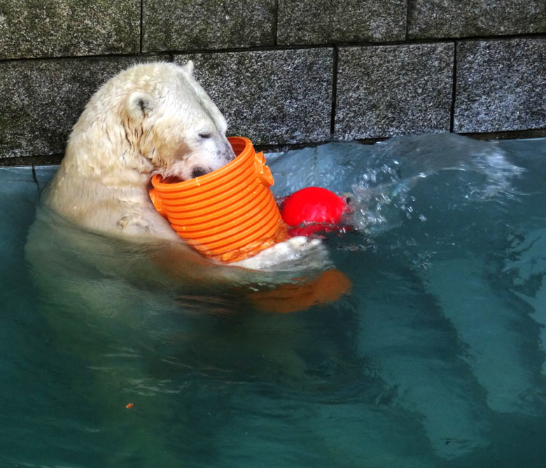 Eisbärin ANORI am 30. Oktober 2016 im Zoologischen Garten der Stadt Wuppertal