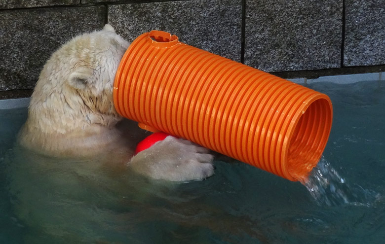 Eisbärin ANORI am 30. Oktober 2016 im Grünen Zoo Wuppertal