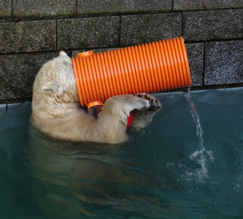 Eisbärin ANORI am 30. Oktober 2016 im Wuppertaler Zoo